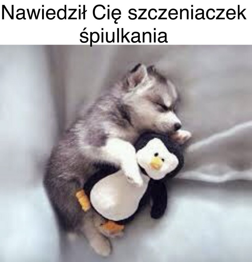 Memy Młodzieżowe Słowo Roku 2021. Spiulkolot najlepsze memy w internecie