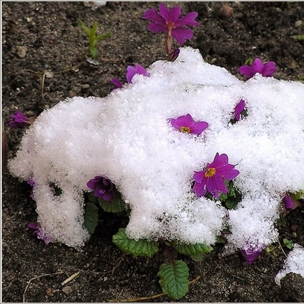. Śnieg należy strząsać po obfitych opadach. Młode, niewysokie rośliny form kolumnowych można otoczyć sznurkiem i związać.