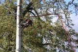 Drzewo runęło na tory przy parku Szczytnickim. Utrudnienia w komunikacji do wieczora