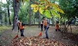 Walka ze szrotówkiem w Lublinie: Szkodniki do worów i kasztanowce pożyją dłużej