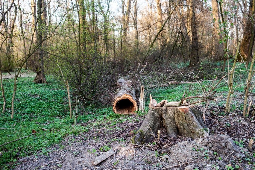 Zakaz wstępu do lasów i parków narodowych potrwa od 3 do 11...