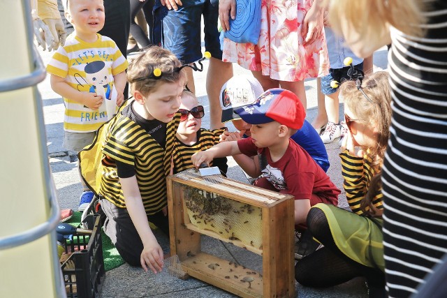Wielicki Dzień Pszczoły 2019. Popularna impreza wraca po roku przerwy. Dzień Pszczoły 2021 odbędzie się 16 maja na Rynku Górnym (godz. 15)