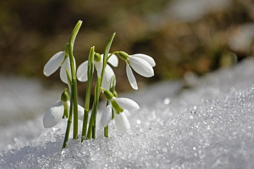 „Choć już w kwietniu słonko grzeje, nieraz pole śnieg...