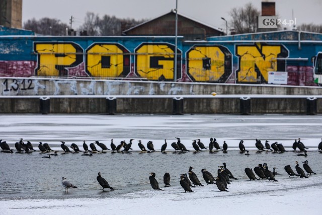 Kormorany w Szczecinie. Wyglądają beztrosko, ale grozi im śmierć głodowa