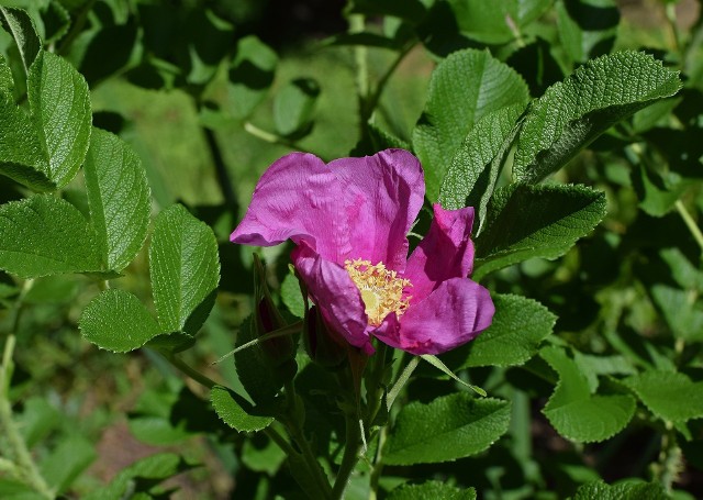 Gatunki inwazyjne potrafią pięknie wyglądać, ale jednocześnie również szkodzić rodzimym roślinom. Jednym z takich szkodników jest na przykład róża pomarszczona.