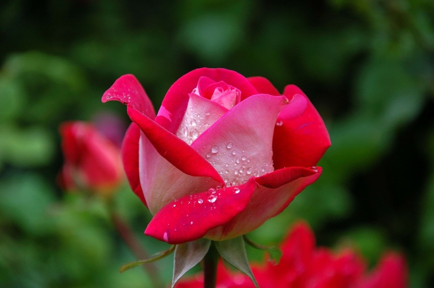 Róże sprzedawane w pojemnikach można sadzić przez cały rok.