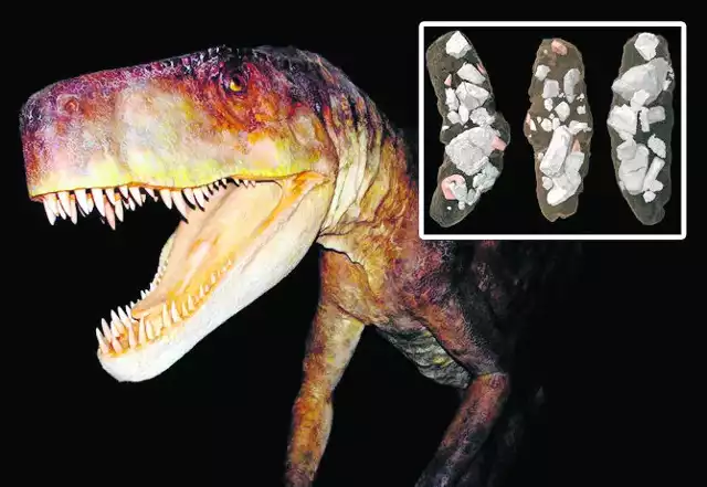 „Smok wawelski” zostawił po sobie skamieniałe odchody (małe zdjęcie), w których odkryto fragmenty zębów i kości jego ofiar