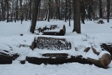 Park Tysiąclecia, promenada i amfiteatr w śniegu. Tak wygląda Krosno Odrzańskie w zimowej oprawie