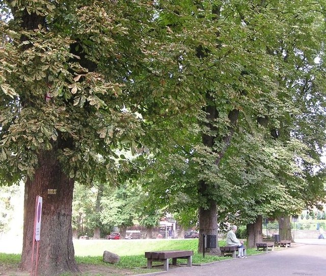 Pomnikowe drzewa przy bytowskim zamku.