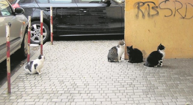 O godzinie 15 przed  wejściem do bloku koty  czekają na jedzenie.