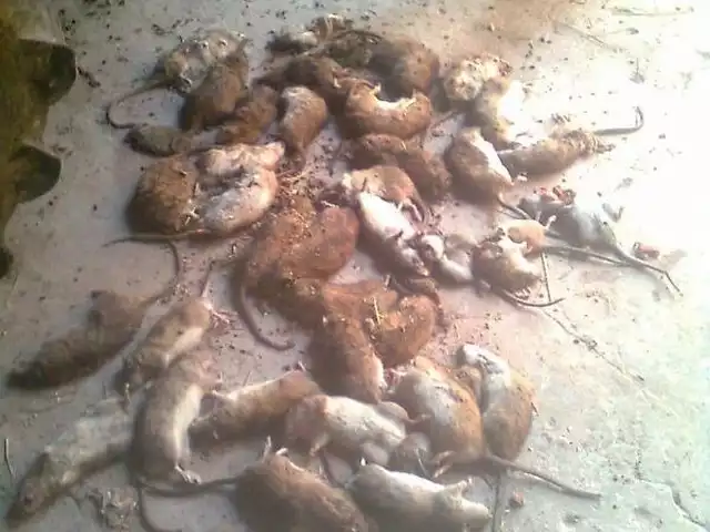 Efekt ostatniego polowania na szczury &#8211; ojciec z dwoma synami zabili w stodole 25 sztuk!