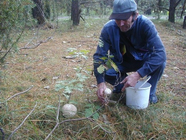 Po deszczu w świętokrzyskich lasach pojawiło się dużo grzybów, bądźmy ostrożni zbierając je by przyjemność nie zamieniła się w koszmar choroby.