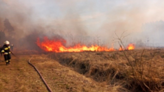 Pożar w Nadleśnictwie Włodawa. Spłonęły 33 hektary lasu. Zobacz zdjęcia