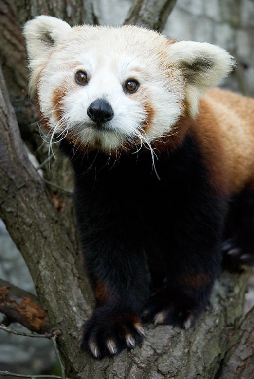 Kraków. W ferie zabierz dzieci do zoo! [ZDJĘCIA]