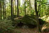 Dwa nowe pomniki przyrody w Nadleśnictwie Daleszyce. Są zachwycające [ZDJĘCIA]