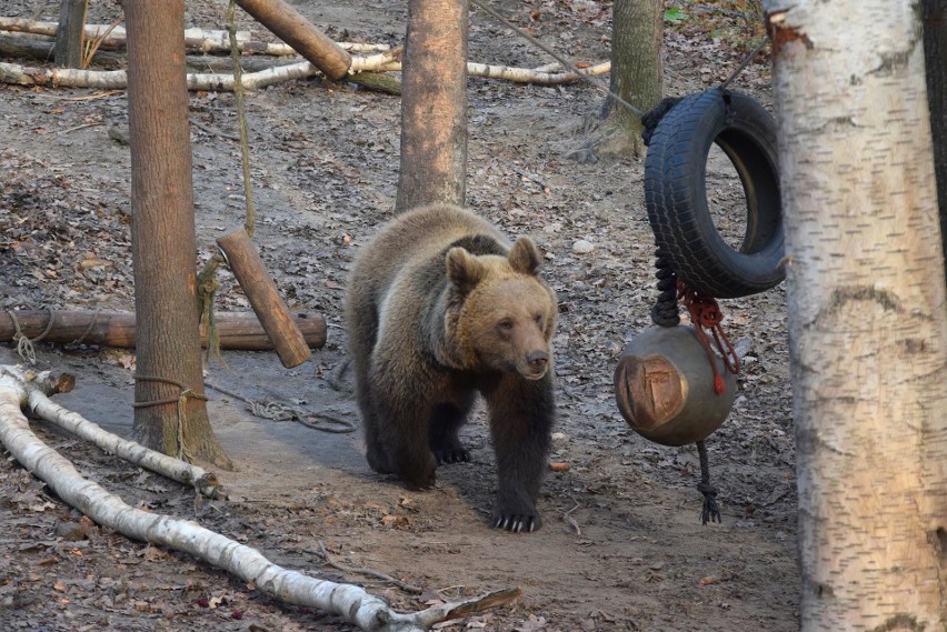 Cisna waży już ponad 100 kg.