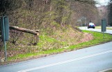Niebezpieczne drzewa na trasie z Koszalina do Sianowa