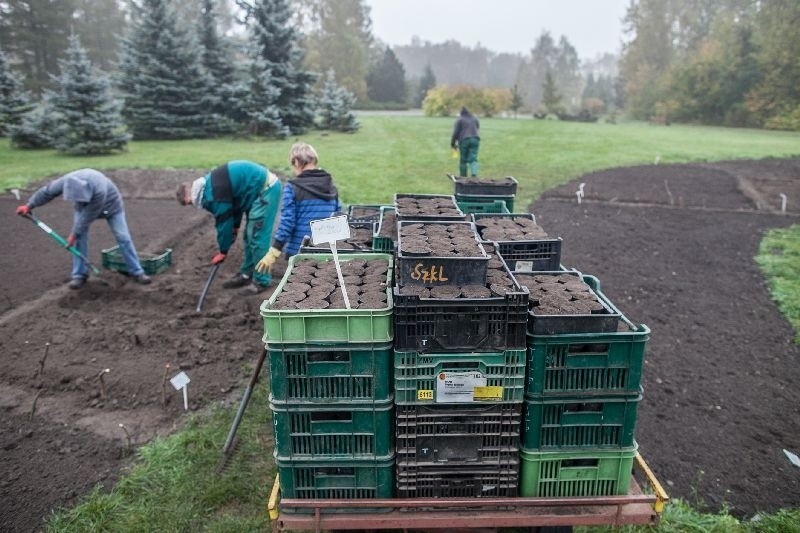 W ogrodzie botanicznym w Łodzi: Tysiące tulipanów do posadzenia