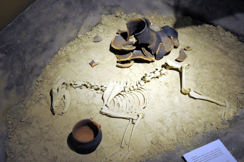 Wystawa archeologiczna na Zamku Lubelskim. Grób psa z epoki...