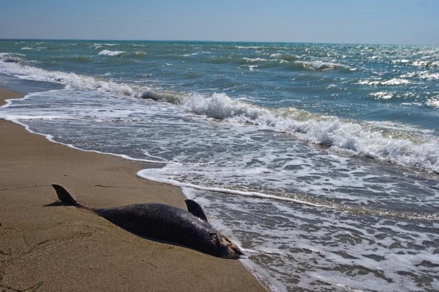 Naukowcy i obrońcy środowiska alarmują o masowych zgonach delfinów w basenie Morza Czarnego.