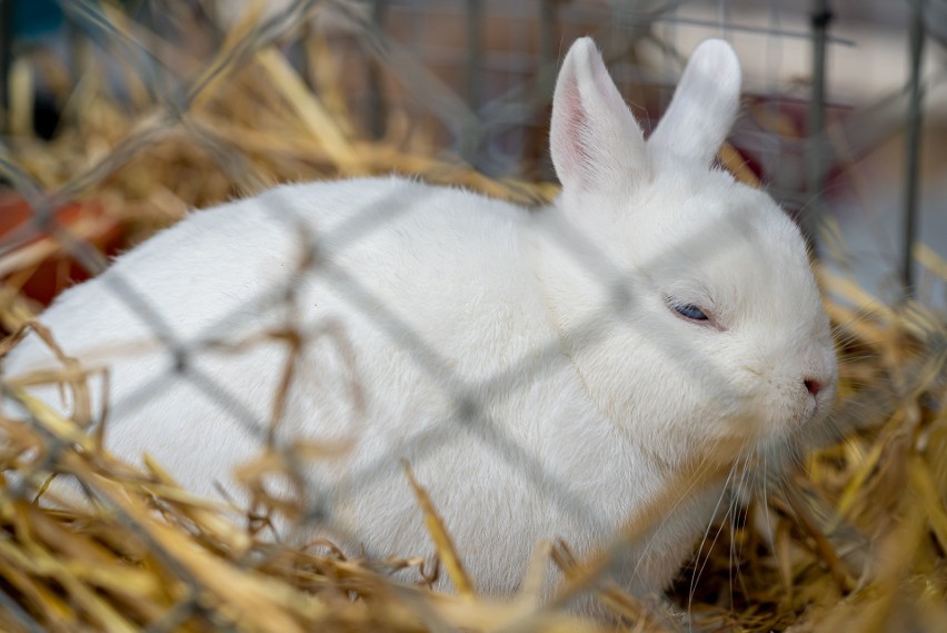 Nawojowa. Ponad 400 wystawców przyjechało z całej Polski na Agropromocję 