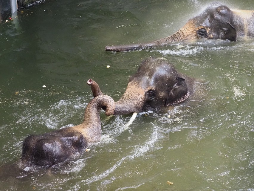 W Orientarium można zobaczyć słonie w kąpieli.