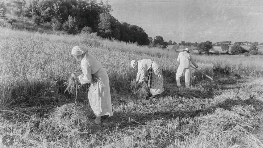 W Boszczynku (gmina Skalbmierz) kręcą film o żniwach. Obraz,...