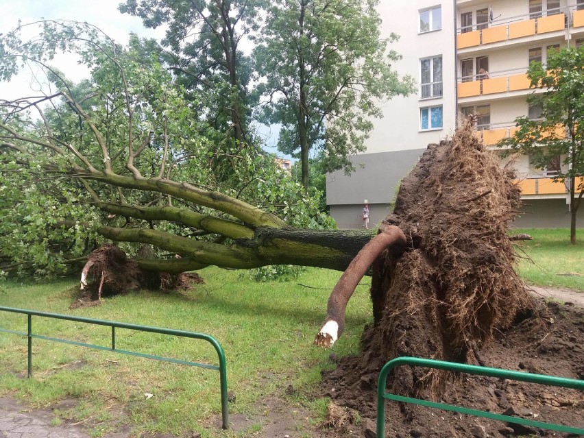 Burza w Radomiu i powiecie. Wiatr powyrywał drzewa