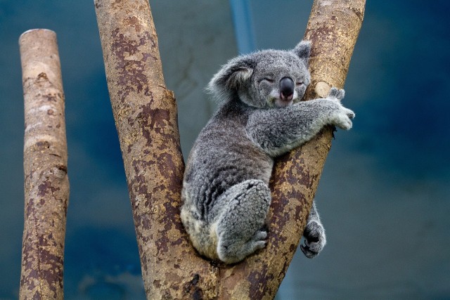 Jak adoptować koalę z Australii? Ty też możesz pomóc. To bardzo proste