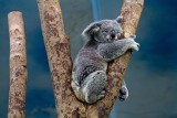 Jak adoptować koalę z Australii? Ty też możesz pomóc. To bardzo proste