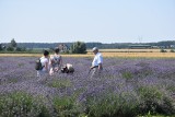 Lawendowe Zdroje: Ostatni fioletowy weekend w wielkopolskiej Prowansji. Nadszedł czas żniw [ZDJĘCIA]