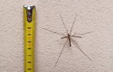 „Duże komary” wlatują do domów. Można je też spotkać w ogrodzie i na łące. Co to za owady i czy „duże komary” gryzą? Poznajcie koziułki