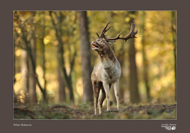 Fotografie z wystawy prezentującej prace wyróżnione i nagrodzone w konkursie fotograficznym "Sztuka  Natury" zorganizowanym przez Ogród Zoobotaniczny w Toruniu.