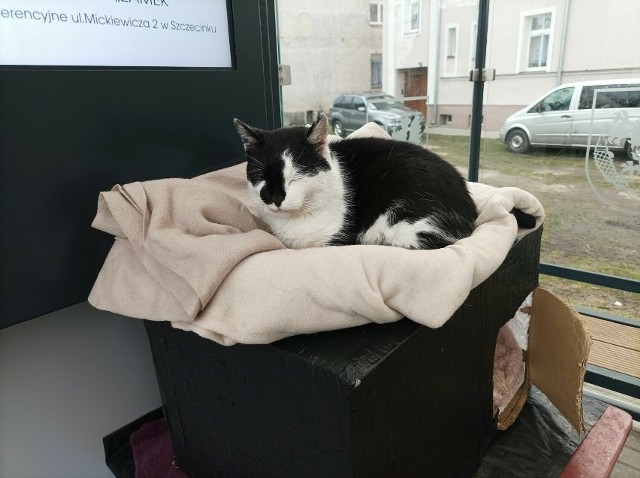 Kot mieszkał na przystanku przy ulicy Jana Pawła II w Szczecinku.