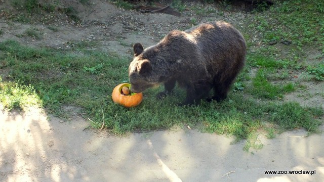 Przemisia, niedźwiedź z Przemyśla, mieszka w Ogrodzie Zoologicznym we Wrocławiu.