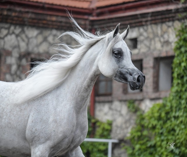 El Esmera ze Stadiny Koni w Michałowie została najdroższym koniem tegorocznej aukcji Pride of Poland. 