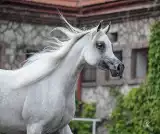 El Esmera z Michałowa najdroższa w Janowie Podlaskim. Stadnina z rewelacyjnym wynikiem na aukcjach Pride of Poland i Summer Sale