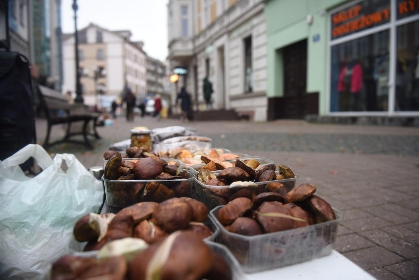 Na grzyby warto się wybrać do Borów Tucholskich, grzybiarze...