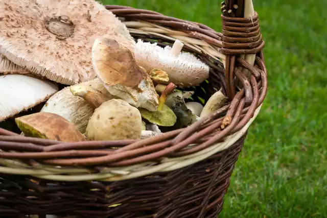 Spożycie trujących grzybów może być poważnym zagrożeniem dla naszego zdrowia i życia.