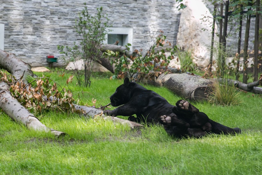 Zoo w Krakowie. Jaguary i lwy mają swój pawilon [ZDJĘCIA]