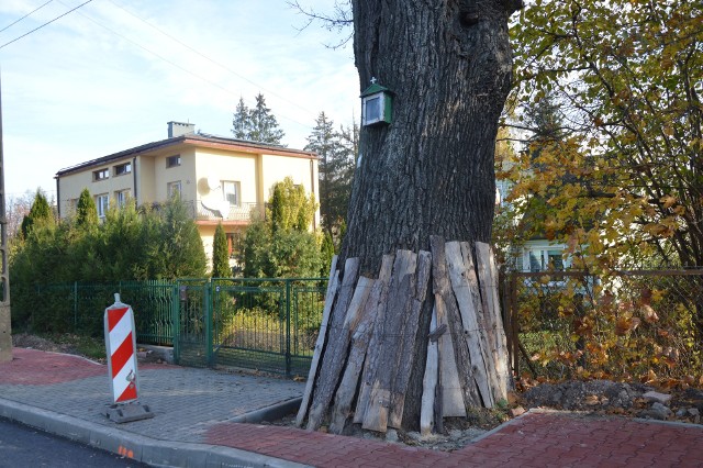 Drogowcom przeszkadza Dąb Poziomskiego, rosnący przy ulicy Bodzentyńskiej w Suchedniowie. Chcieliby go ściąć.