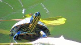 Żółwie egzotyczne żyją w Opolu na wolności [ZDJĘCIA]