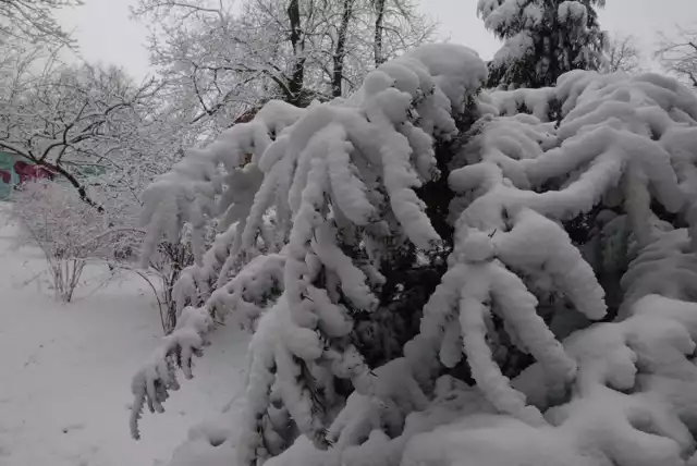 Pogoda w Łodzi i regionie. Jaka będzie zima 2017?