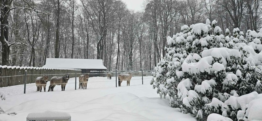 Krakowskie zoo przykryte śniegiem zaprasza na spotkanie ze św. Mikołajem. "Jak w Laponii!"