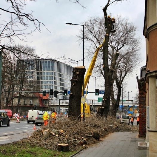 Kraków tnie na potęgę. Wielka wycinka drzew na al. 29 Listopada. W sieci oburzenie, urzędnicy z ZDMK się tłumaczą