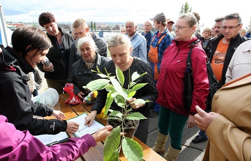 Szczecińskie magnolie na Wałach Chrobrego.