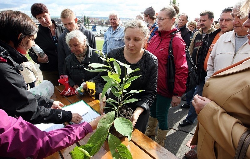 Szczecińskie magnolie na Wałach Chrobrego.