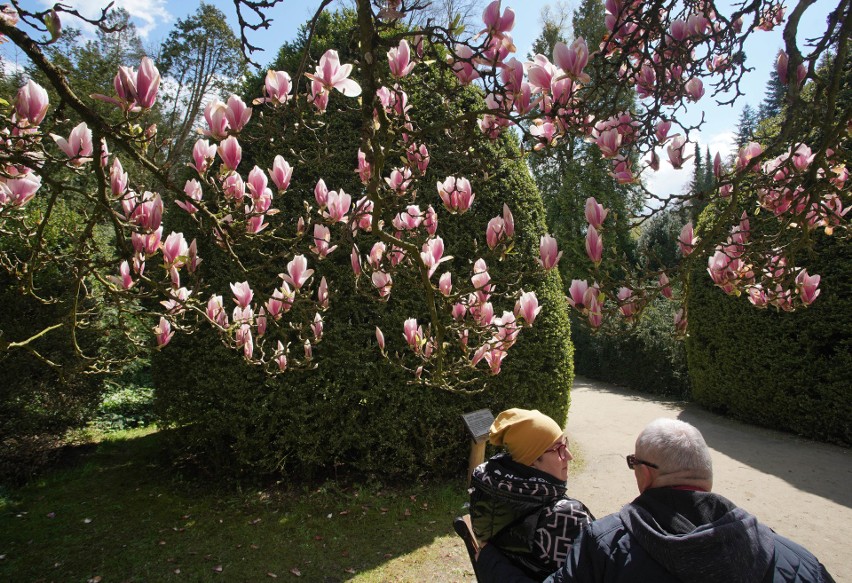 Arboretum w Kórniku słynie ze swoich 170-letnich, pięknych...