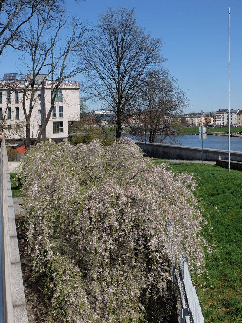 Kto może powinien pójść na Wawel i zobaczyć kwitnące magnolie. Cztery wielkie drzewa zachwycają!