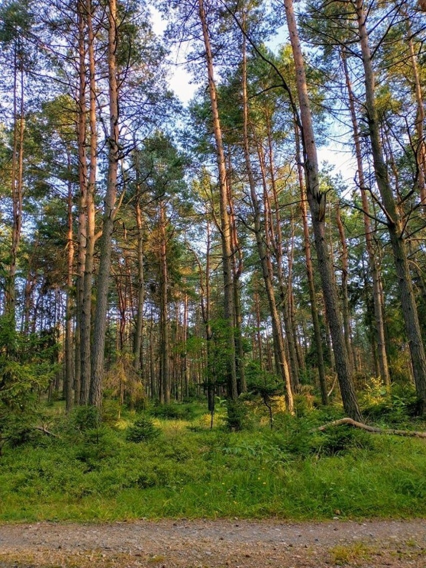 Lasy na Pustyni Starczynowskiej